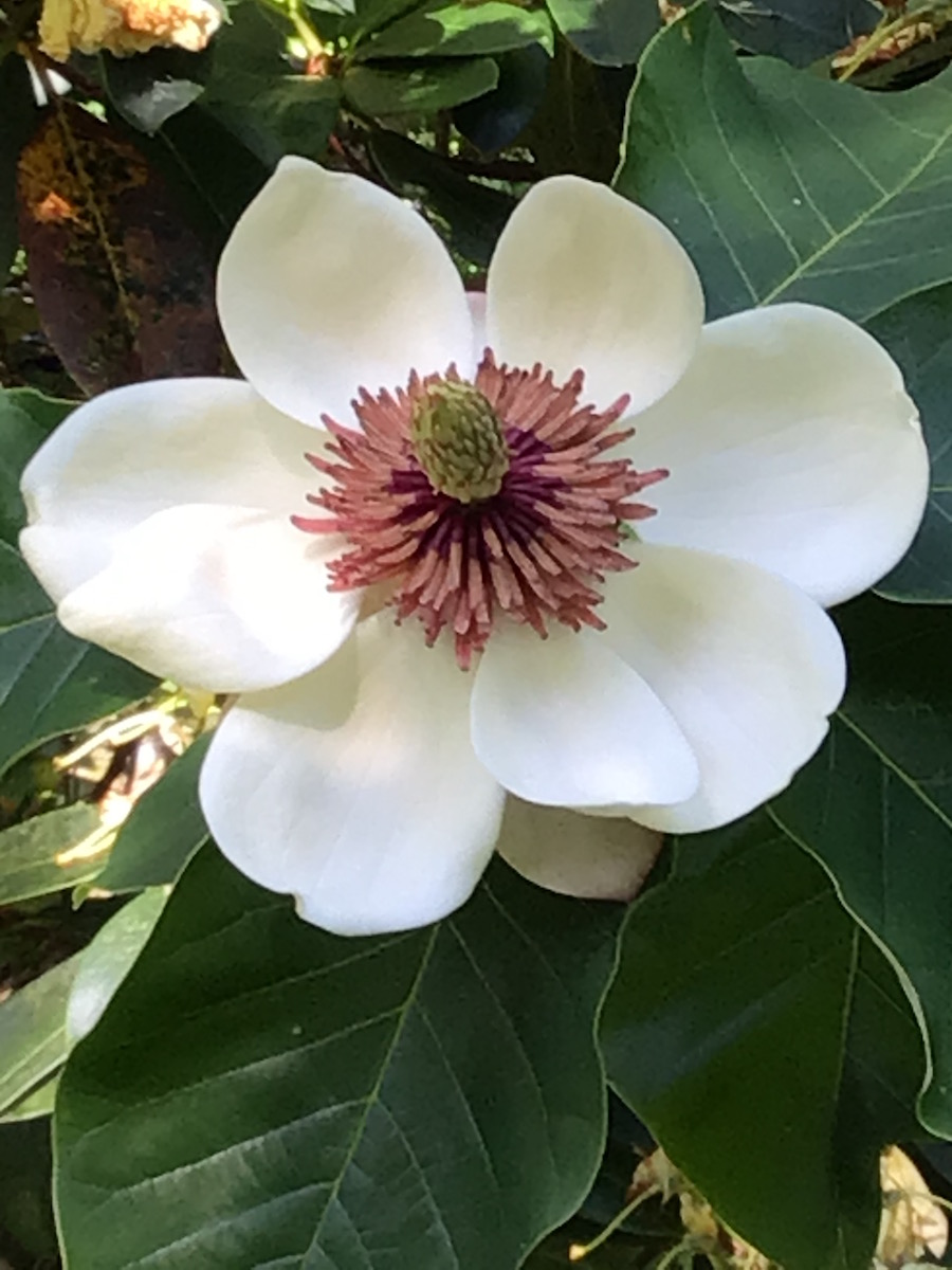 x wieseneri
